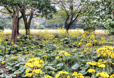 View of flowers growing in field