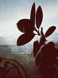 Low angle view of flower against sky