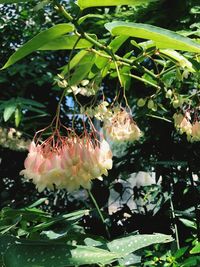 Close-up of flower plant