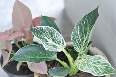 Close-up of green leaves on plant