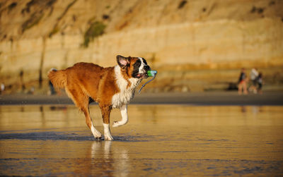 Dog in water