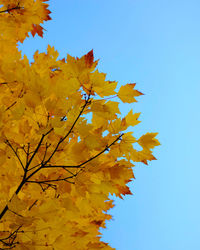 Low angle view of autumnal tree against clear blue sky