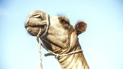 Close-up of camels head