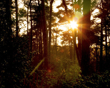 Sun shining through trees