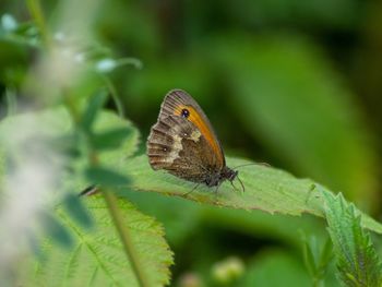 Close-up of butterfly on leaf