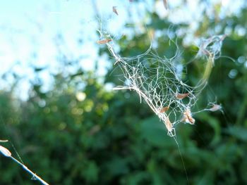 Close-up of spider web on plant