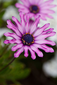 Close-up of pink flower