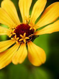 Close-up of yellow flower