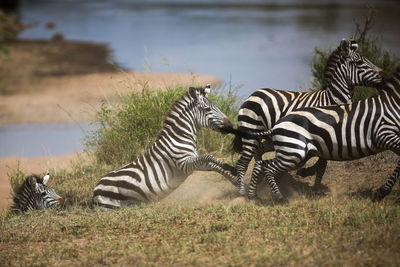 Zebra on field