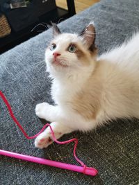 High angle portrait of cat relaxing on floor