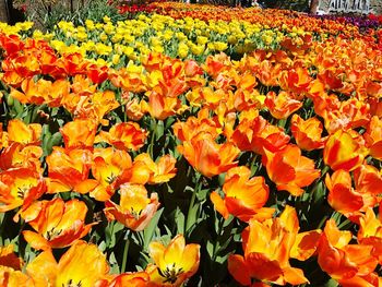 Close-up of orange flowers blooming outdoors