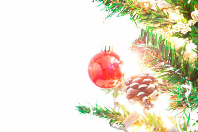 Close-up of christmas tree against white background