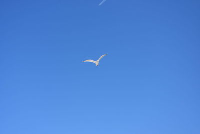 Low angle view of bird flying in sky