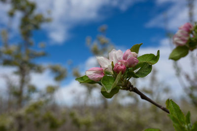 Close-up of pink flowering plant