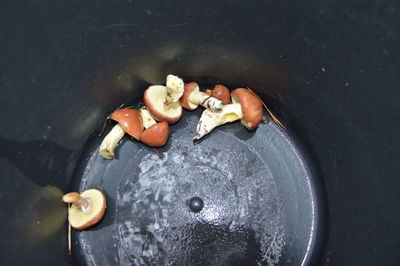 High angle view of mushrooms on plate