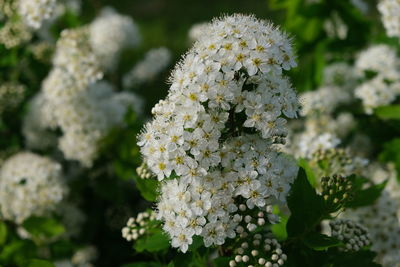 Close-up of white flowering plant
