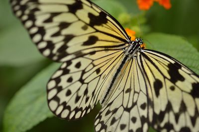 Close-up of butterfly perching on leaf