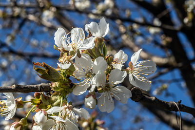 Low angle view of cherry blossoms on tree