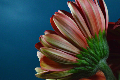 Close-up of flowers over black background