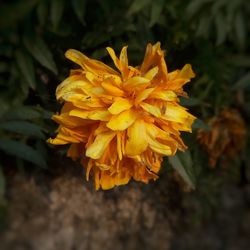 Close-up of yellow flower blooming outdoors