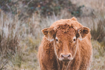 Close-up of cow