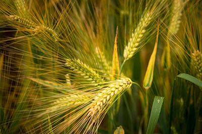 Close-up of wheat growing on field