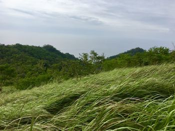 Scenic view of field against sky