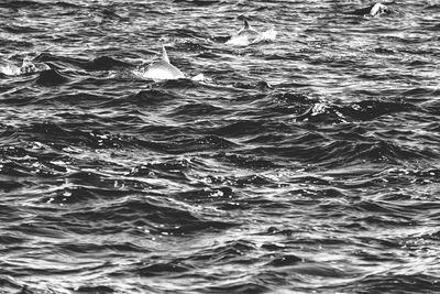 Full frame shot of swimming in sea