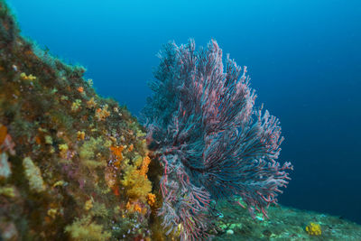 Close-up of coral in sea