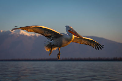 Close-up of pelican flying over lake