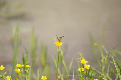 Close-up of butterfly pollinating on yellow flower