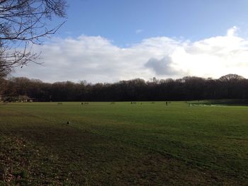 Scenic view of grassy field against sky