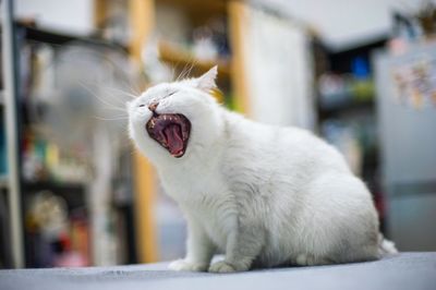 Close-up of cat yawning