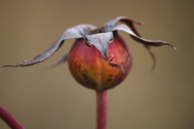 Close-up of wilted flower