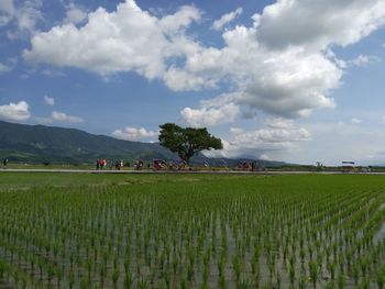 Agriculture field with mountain in background