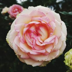 Close-up of pink rose