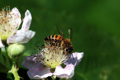 Close-up of bee on flower