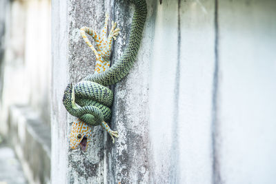 Close-up of lizard on wall