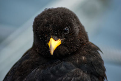 Close-up portrait of a bird