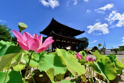 Close-up of pink lotus water lily