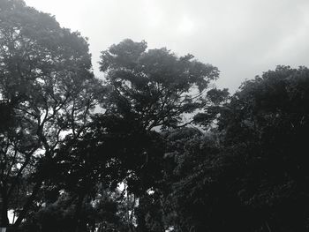 Low angle view of trees against sky