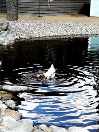 Swan floating on water