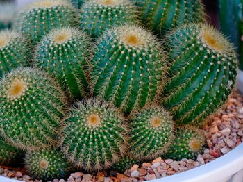 Cactus pot with close up