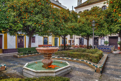 Flowers growing in garden by building