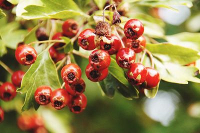 Close-up of cherries growing on plant