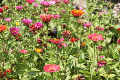 Close-up of bee on pink flowers