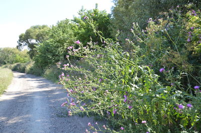 Purple flowering plants by road