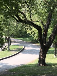 View of trees on landscape