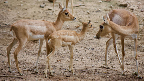 Herd of deer