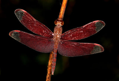 Close-up of dragonfly on plant against black background